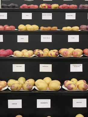 Potato varieties at Shrewsbury Flower Show, 2013