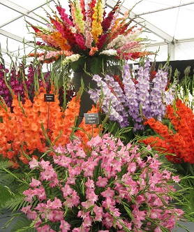 Gladioli from Pheasant Acre Plants, Glamorgan, Shrewsbury Flower Show, 2013