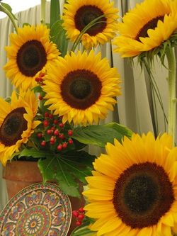 Sunflowers, Shrewsbury Flower Show, 2013