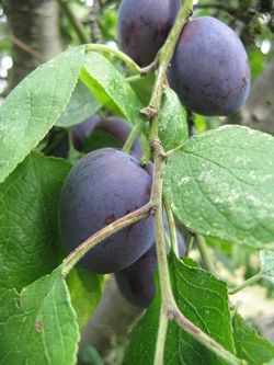 Ripe Czar plums