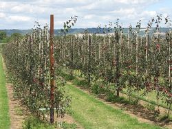 Experimental fruit fields, East Malling Research, August 2013