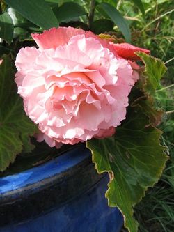 Begonia bloom.