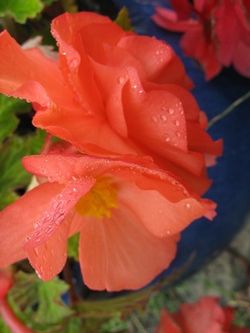 Begonia Flower, red