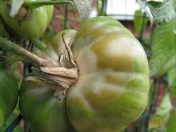 Late Tomato Blight on Beefsteak Tomatoes