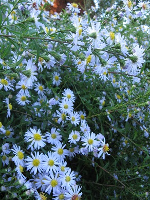 Michaelmas Daisies