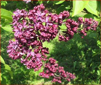 Anne Shiach lilac flowers