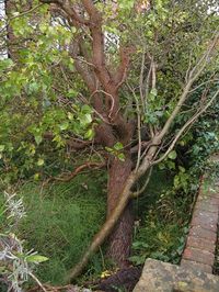 Lilac tree down