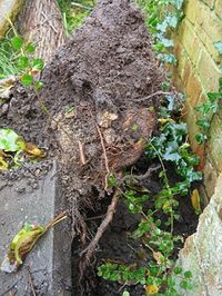 Uprooted lilac tree