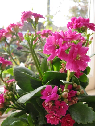 Kalanchoe