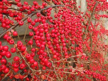 Cotoneaster horizontalis berries