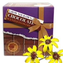 Grow-your-own-chocolate-daisies