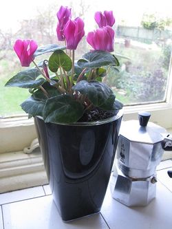 Cyclamen in a Glossy orchid pot from ebertsankey