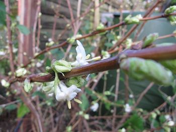 Winter honeysuckle produces long arching branches