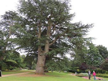 Duke of Wellington Cedar. Photo credit, Jeremy Barrell