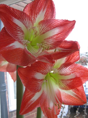 Amaryllis flowers