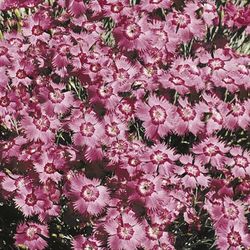 Dianthus Bagpuss from Sutton's Seeds