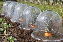 Pineoranges under Haxnicks bell cloches at Connerby Farm, Mere, Wilts