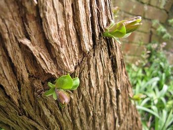 Buds from lilac trunk