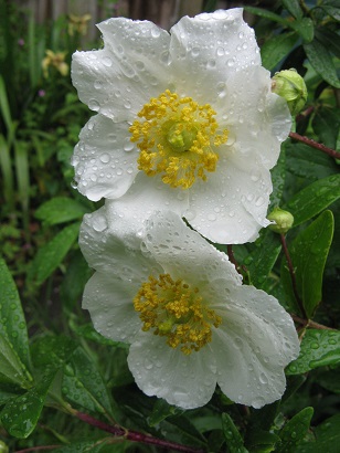 Carpenteria californica flowers