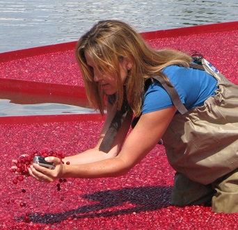 Cranberry Harvest display, Hampton Court Flower Show 2014