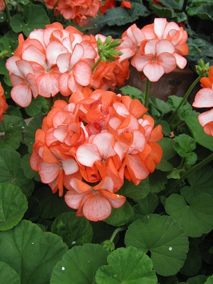 Geranium F1 Horizon Coral Spice Improved