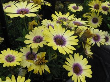 Osteospermum Blue Eyed Beauty