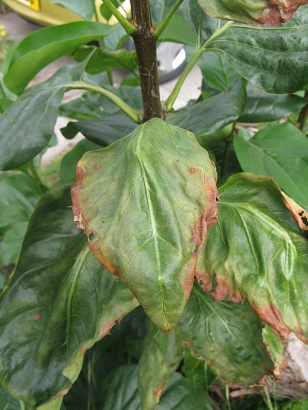 Lilac leaf brown round edges