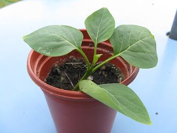 Baby lilac, new leaf growing