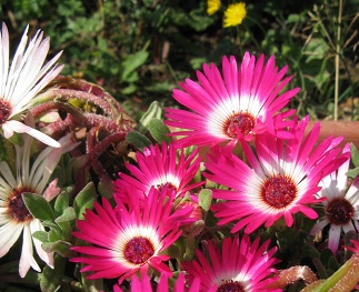 Mesembryanthemum flowers