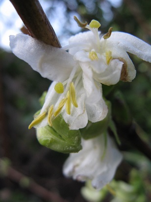 Winter honeysuckle flower