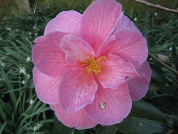 Camellia in bloom