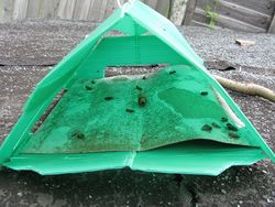 Male codling moth nemesis in a trap