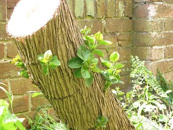 Sprouting lilac trunk