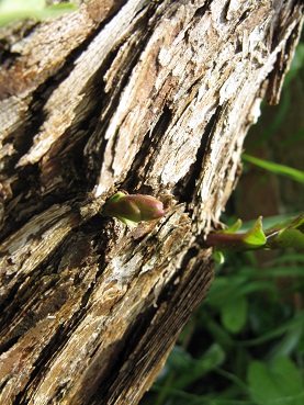 Lilac trunk still sprouting