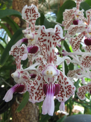 Orchid, The Palm House, Sefton Park, Liverpool