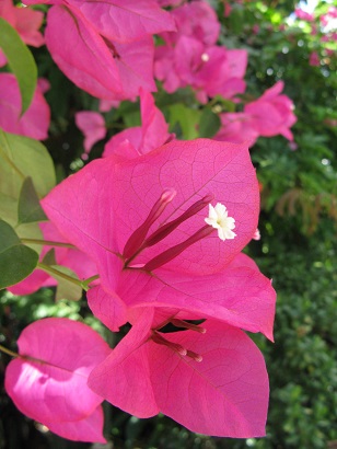 Bougainvillea