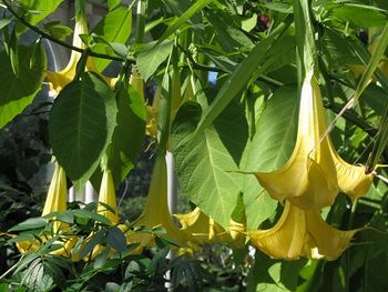 Angel's Trumpets, Datura, in Palm House, Sefton Park, Liverpool