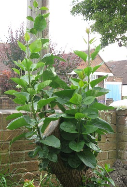 View of growing lilac