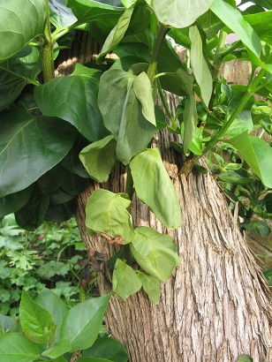 Wilted lilac shoot