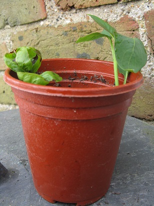 Lilac cuttings