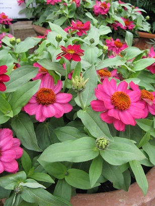 Zinnia Zahara Raspberry