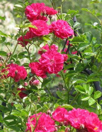 Pink rambler rose, probably Super Excelsa