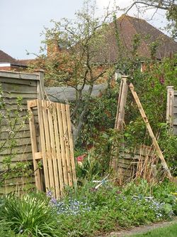 A glimpse of next-door's apple tree