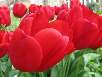 Red tulips