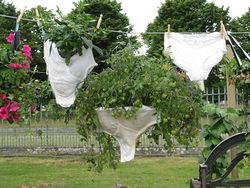 RHS Hanging Bra-sket garden, Hampton Court Flower Show, 2009