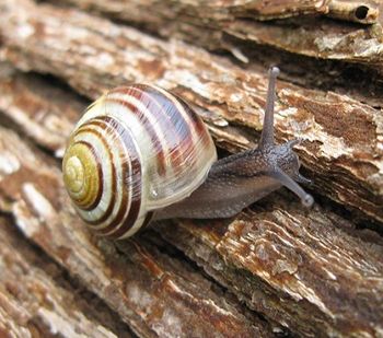 Snail on lilac stump