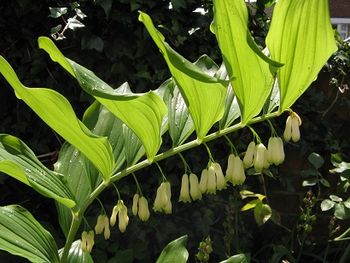 Solomon's Seal