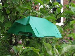 Codling moth trap in apple tree