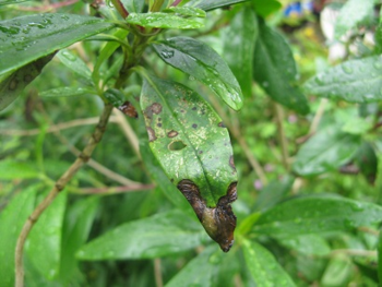 Miserable looking leaf on Carpenteria californica