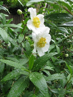 Carpenteria californica, flowers and foliage